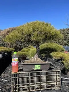 赤松盆栽 中品 盆栽 極上 - メルカリ