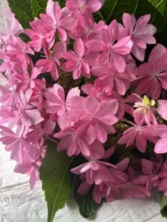 D無農薬 かわいいお庭♡紫陽花 八重咲き♡発根♡アンティーク好き