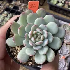 ＊Y♡K 多肉＊トバレンシストバル×ヴィンセントカトー②銀天女プロリフィカ Y♡K 多肉様専用＊トバレンシストバル×ヴィンセントカトー②銀天女