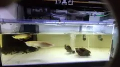 アクリル水槽　1200水槽　1200×600×450　底面ホワイト　ぷぅ工房上部のサムネイル