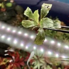 よっさん様 リクエスト 2点 まとめ商品