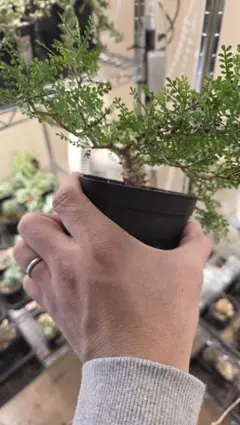 2025年最新】塊根 パキプスの人気アイテム - メルカリ