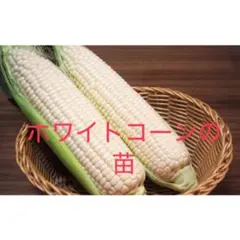沖縄県久米島産とうもろこし　ホワイトコーン　訳あり 約1kg 沖縄県久米島産とうもろこし ホワイトコーン 訳あり 約1kg - メルカリ