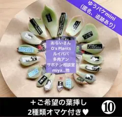 選べる葉挿し&ピックのオマケ付き♥　　 葉挿しセット➉　※特典選択ここまでのサムネイル