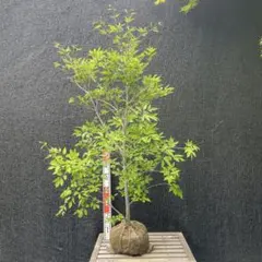桂（カツラ）植木 庭木 【品番3545】 - メルカリ
