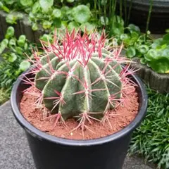 フェロカクタス　赤鳳　8号 フェロカクタス：赤鳳 8号鉢植え の通販 | 園芸ネット