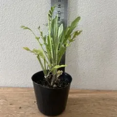 B 多肉植物 クラッスラ デルトイデア タンクアカルー 抜き苗 - メルカリ