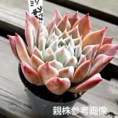 2025年最新】リンゼアナ 多肉 植物の人気アイテム - メルカリ