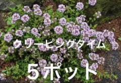 ハーブ農家直送】タイム（ロンギカウリス）56ポット セット 数量変更