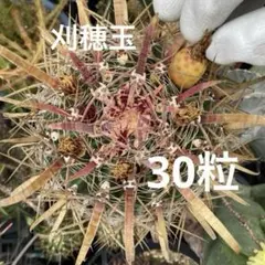 純黄刺 金冠竜 実生 鉢植えメルカリ便送料込み 純黄刺 金冠竜 実生 鉢植えメルカリ便送料込み サボテン：フェロ