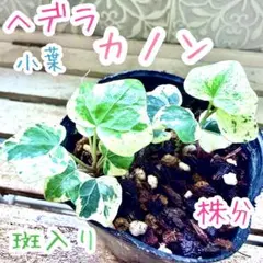 希少品種　カノン　へデラ 株分　苗　斑入り　可愛い❣️ 小葉　寄せ植え　アイビーのサムネイル