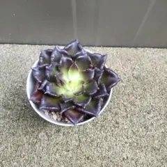 メルカリ便　ブラックマディバ錦　韓国苗 2025年最新】多肉 ブラックマディバの人気アイテム - メルカリ