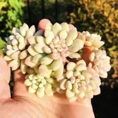 梅子様 リクエスト 2点 まとめ商品