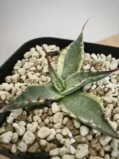 2025年最新】スカブラショートリーフの人気アイテム - メルカリ