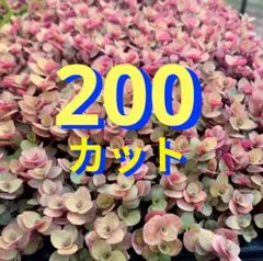 ちゃーちゃん様 リクエスト 2点 まとめ商品