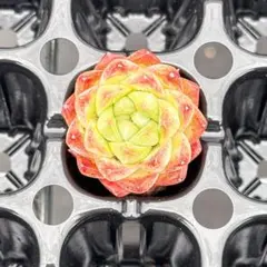 多肉植物　エケベリア 柑橘のサムネイル