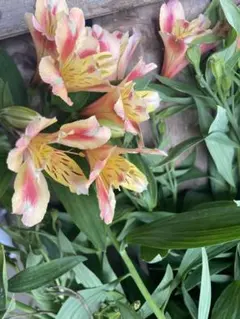 pearl様 リクエスト 2点 まとめ商品