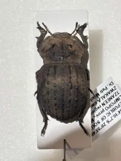 土遁土流壁を使ってきそうなケニアのゴミムシダマシ 標本 キリアツメ