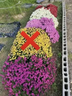 ②ドーム菊苗　挿し木苗　発根済み　4色　2本ずつ　計8本　ざる菊苗 黄色なしのサムネイル