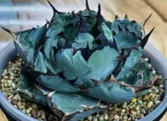 2025年最新】アガベBBの人気アイテム - メルカリ