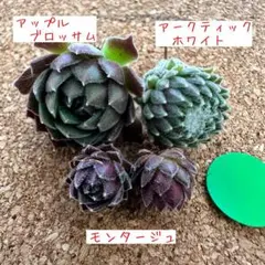 多肉植物　センペルビウム♡ プチ詰め合わせセット緑