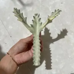 ホワイトゴースト抜き苗 24本まとめ売り whiteghost_img37.jpg