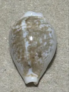 ダンデイリトダカラ　1.8cmのサムネイル