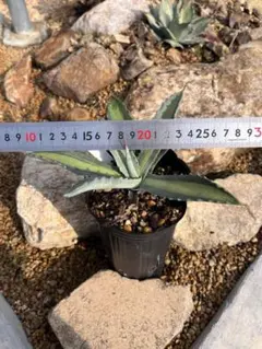 2025年最新】プロトアメリカーナの人気アイテム - メルカリ