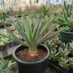 アツバキミガヨラン　引き取り限定 2026年最新】アツバキミガヨランの人気アイテム - メルカリ