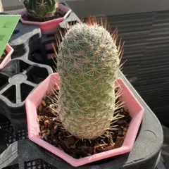 総長様 リクエスト 5点 まとめ商品