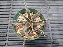 Dyckia 'California' #250522_04 - メルカリ