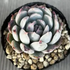 2026年最新】コチョ苗の人気アイテム - メルカリ