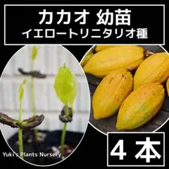 カカオ トリニタリオ種レッド 幼苗 4本[熱帯果樹]送料無料！ - メルカリ