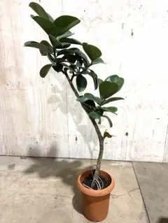 シェフレラ ラウンドワン 観葉植物 | Mercari