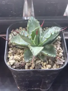 2025年最新】アガベ曲棘八荒雷神の人気アイテム - メルカリ