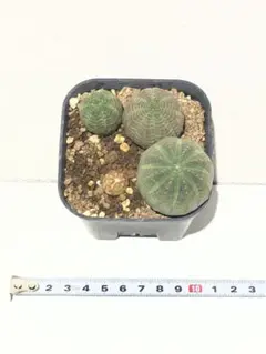 2026年最新】オベサ 木質化の人気アイテム - メルカリ