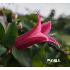 2025年最新】クレマチス 挿し木苗の人気アイテム - メルカリ