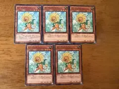 遊戯王⭐️ダンディライオン⭐️ノーマル5枚セット⭐️美品
