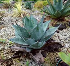 2026年最新】アガベ 親株の人気アイテム - メルカリ