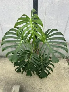 2025年最新】モンステラ スケルトンの人気アイテム - メルカリ