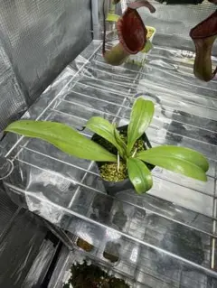 鉄人06様専用N.edwardsiana × ventricosa 食虫植物