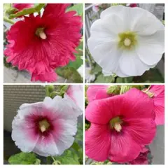 タチアオイ(ホリホック)　種　②　4色まとめ売り