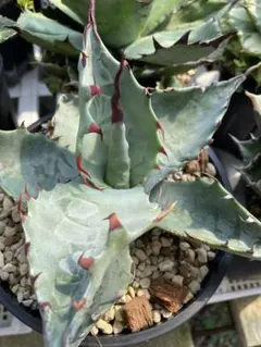 m.g.c.s様 リクエスト 2点 まとめ商品