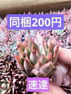 速達　macha様 リクエスト 6点 まとめ商品