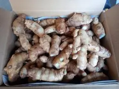 nana様専用　紫ウコン（生）ガジュツ20kg 栽培期間中農薬不使用