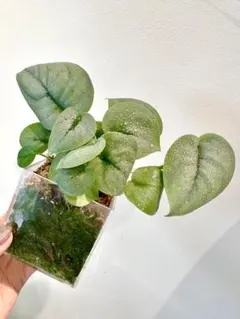 2026年最新】Scindapsusの人気アイテム - メルカリ