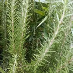 ぷーちゃん様 リクエスト 3点 まとめ商品