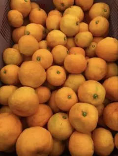 ゆーmama様　専用ページ