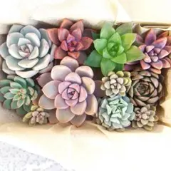 多肉植物 カット苗 詰め合わせ(メルカリ便)