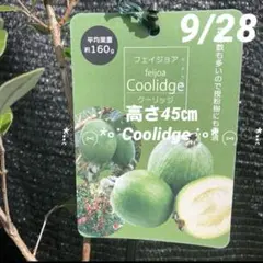 2025年最新】グァバ 苗木の人気アイテム - メルカリ
